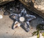 Hazdev Votive Starfish Rounded Glass Beach Inspired Accent - Image 5